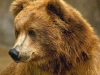 Дмитрий Медведь