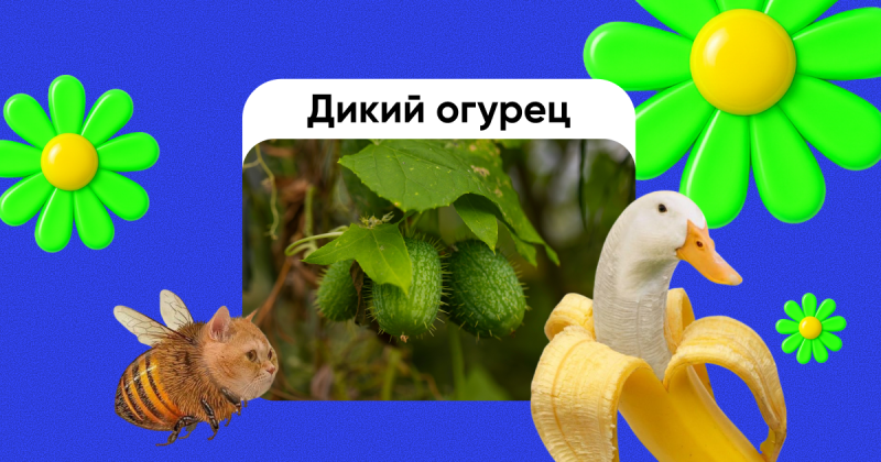 ИМБА в мобильном маркетинге: как сделать креативы, которые зацепят зумеров. Опыт Rocket10
