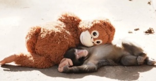 Эмоциональная коммуникация брендов: как «тёплые» истории строят доверие и вовлечённость