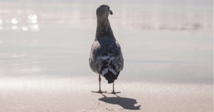 «Цифровой снобизм» алгоритмов: как предвзятость ИИ оттесняет российские компании с рынка