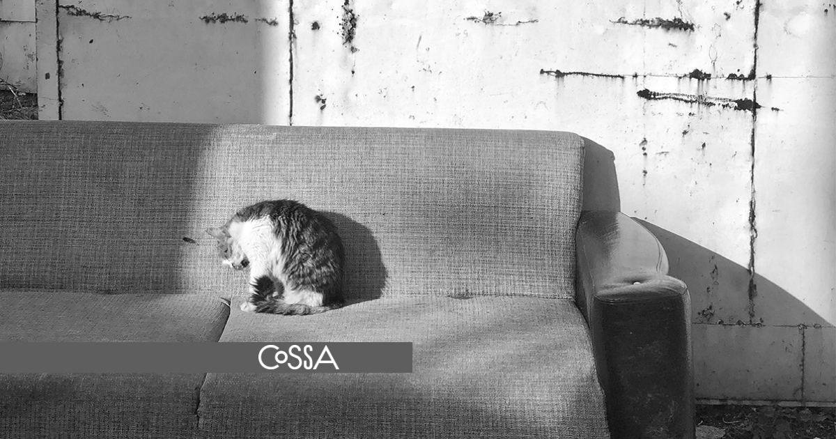 Кот на диване.