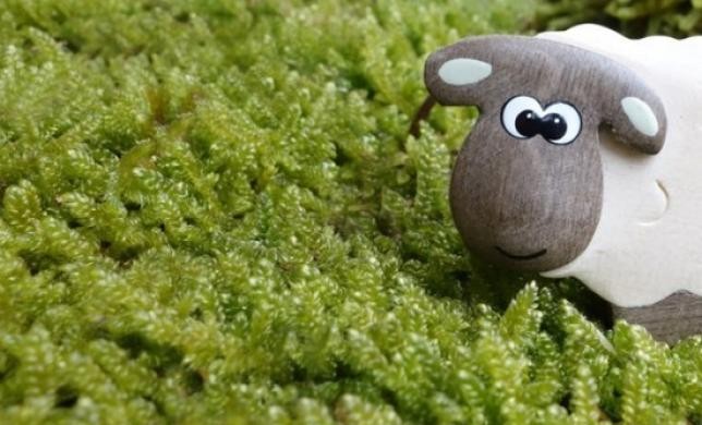big sheep moss meadow eyes 50698 e14640147568191500064252 1499066817