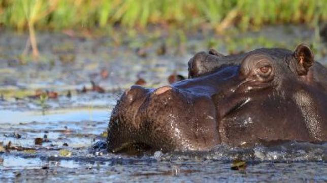 Кто такие HiPPO и чем они опасны