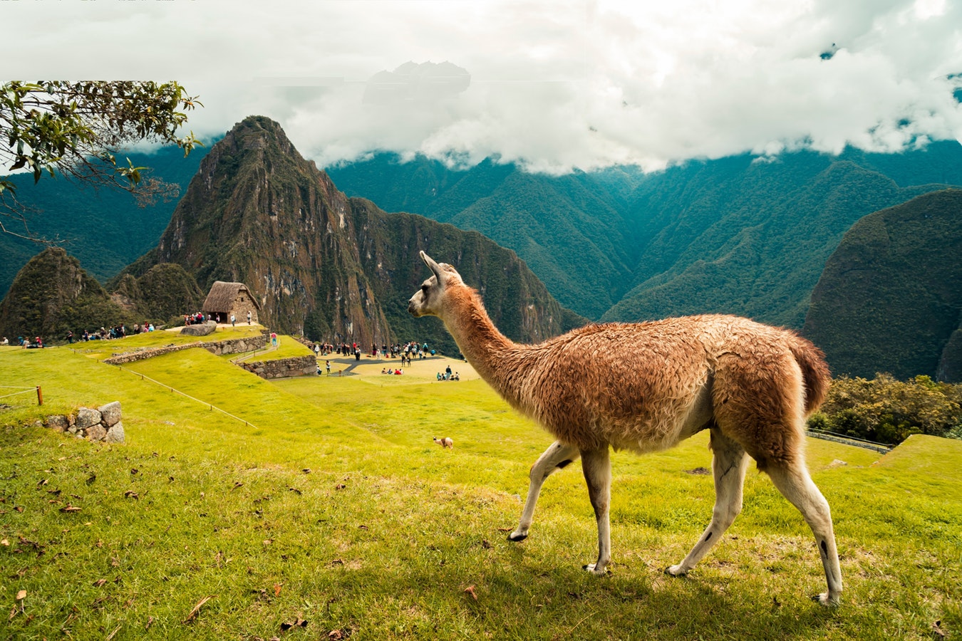 5c125db1e8104-llama.jpg