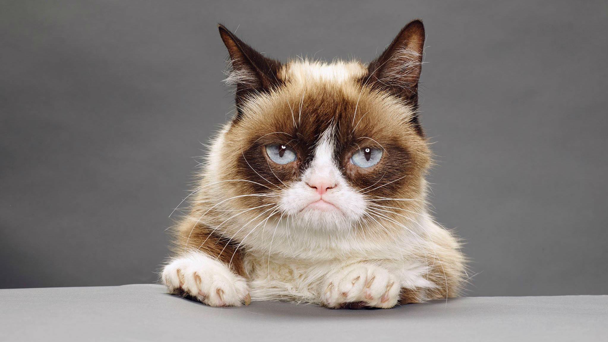 Grumpy Cat