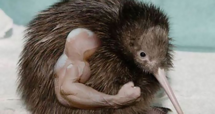 kiwi.jpg